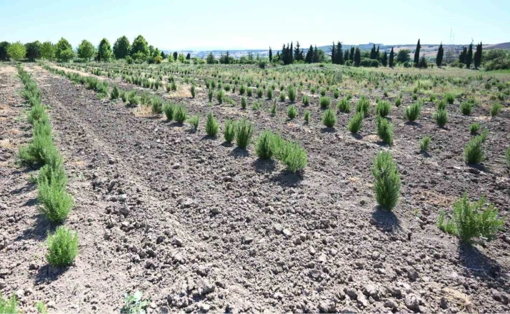 Tıbbi ve aromatik meyveler orman köylüsüne gelir kapısı oluyor 