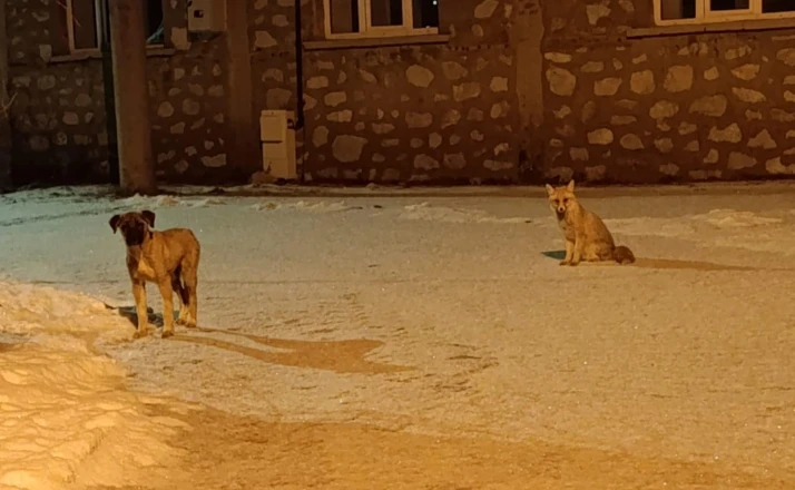 Tilki ile sokak köpeğinin dostluğu kameraya yansıdı
