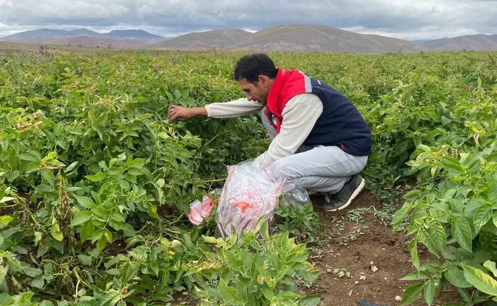 Tohumluk patates üretim alanlarında karantina kontrolü yapıldı
