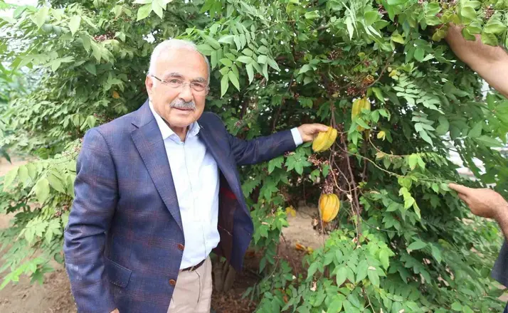 Tropikal meyveler Karadeniz’i sevdi

