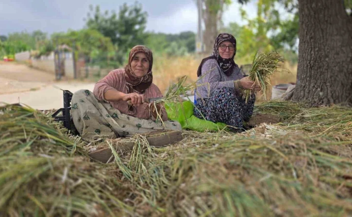 Türkiye’nin pırasa ambarında üretim mesaisi sürüyor 