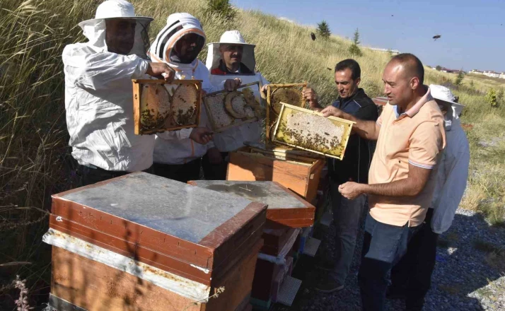 Üniversitenin arı işletmesinde bal hasadı başladı 
