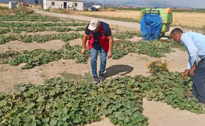 Ürün verim ve rekolte tahmin çalışmaları sürüyor 