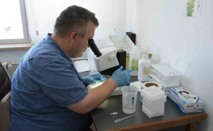 Uzmanından çekirge açıklaması: "1 ay içerisinde kaybolacaklardır" 