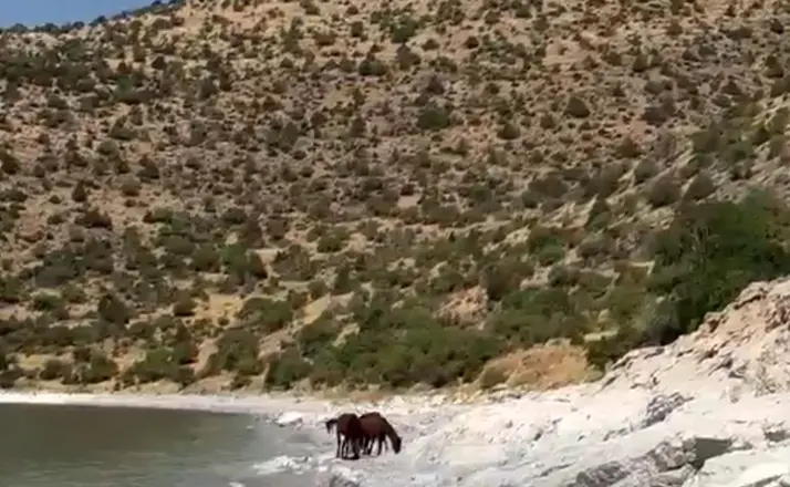 Van kırsalında yılkı atları görüntülendi
