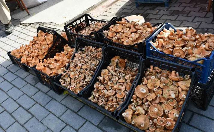 Vezirköprü’de kanlıca mantarı tezgahlarda
