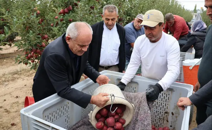 Yahyalı’da elma hasadı başladı
