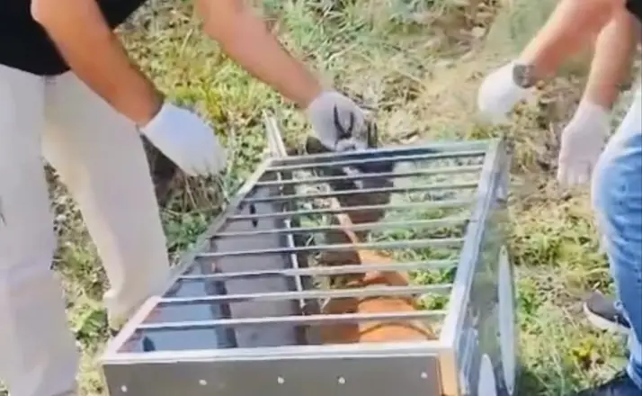 Yaralı karaca iyileştirilerek doğaya salındı
