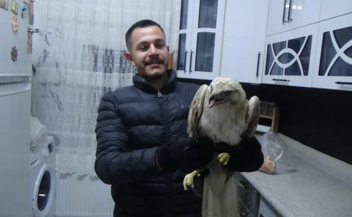 Yaralı şahini evine götürdü ve ekiplere teslim etti