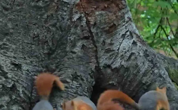 Yedigöller’de sevimli sincaplar görüntülendi
