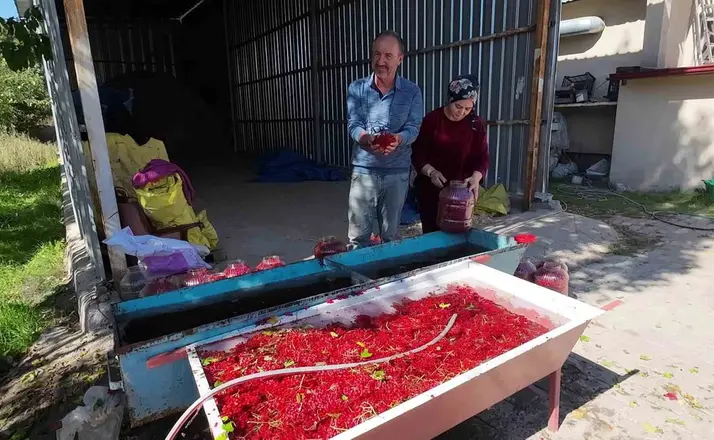 Yozgat’ta gilaburu meyvesinin hasadı başladı
