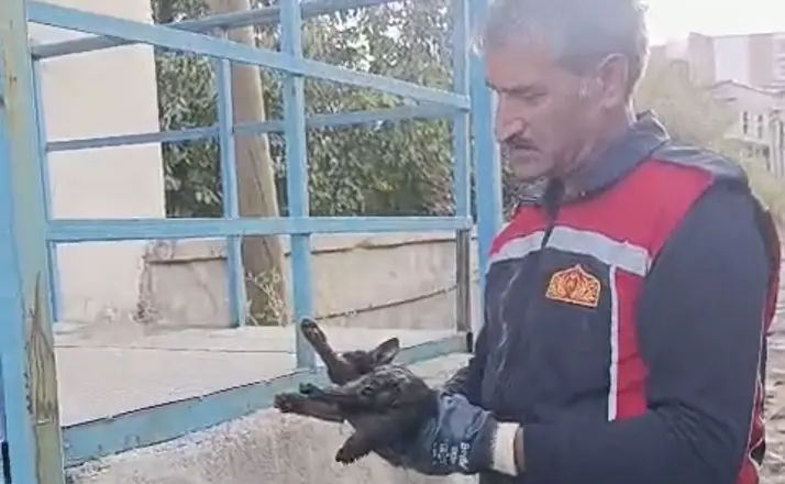 Yüksekova’da araçta mahsur kalan kedi kurtarıldı
