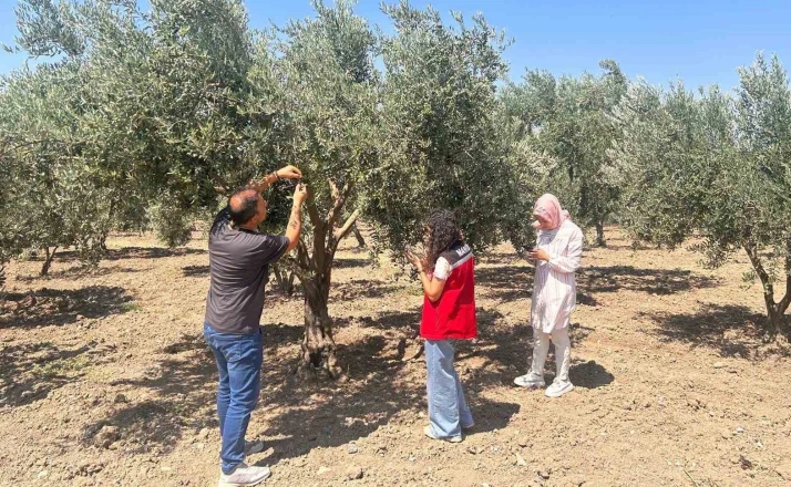 Zeytin sineğine karşı Manisa’da bahçeler tek tek kontrol ediliyor 