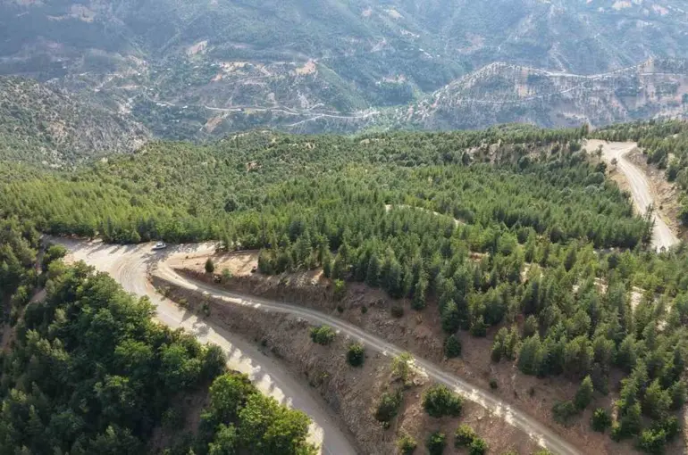 20 yıl önce serpilen sedir tohumları genç ormana dönüştü
