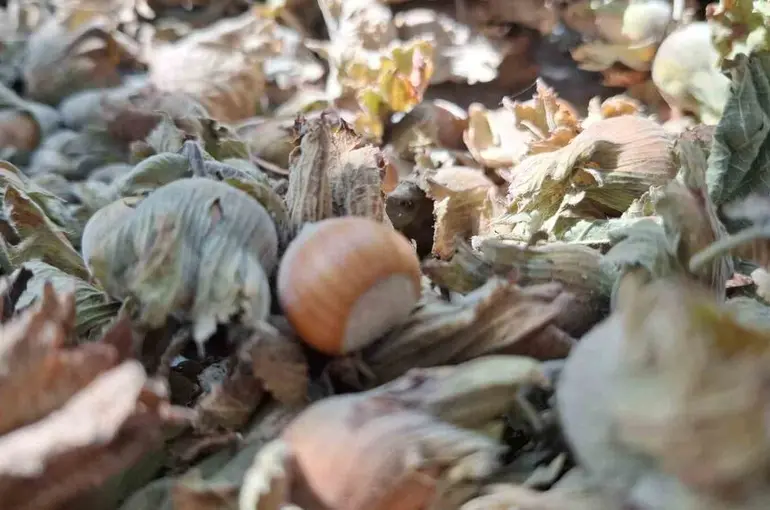 8 ayda 14 bin 810 ton ihraç edildi
