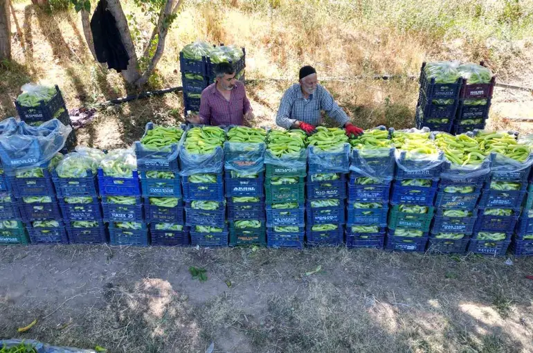 86 yaşındaki adam yetiştirdiği biberlerle bölgenin ihtiyacını karşılıyor

