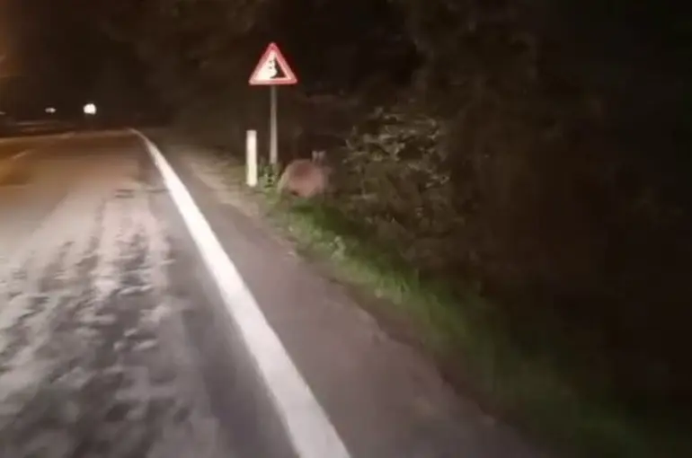 Aç kalan ayılar yollara düştü
