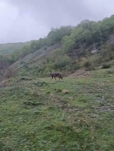 Aç kalan çakal yerleşim yerine indi
