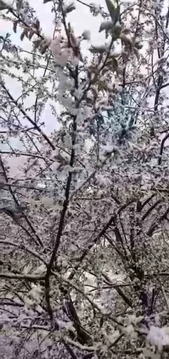 Adana’da kiraz çiçekleri karla kaplandı
