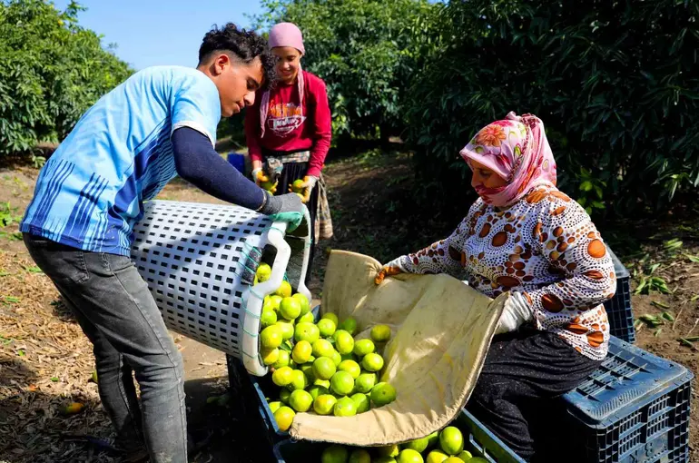 Adana’da mandalina hasadı başladı: Kilogramı dalında 8-10 liradan alıcı buluyor
