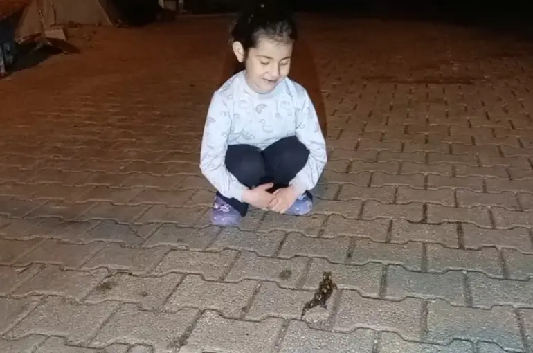 Adana’da ’semender’ görüldü
