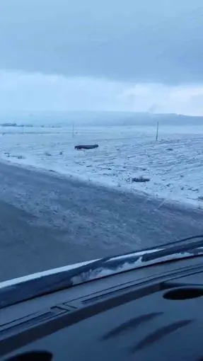 Adilcevaz’da domuz sürüsü görüntülendi
