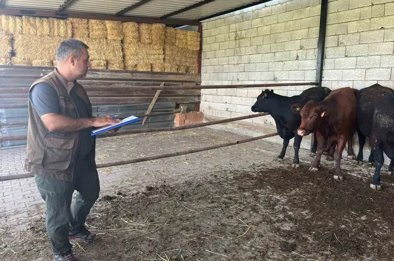 Afyonkarahisar’da ‘Kırsalda Bereket Büyükbaşa Destek’ projesi sürüyor
