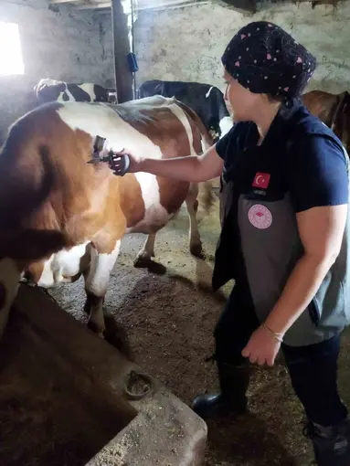 Afyonkarahisar’da şap hastalığıyla mücadele sürüyor
