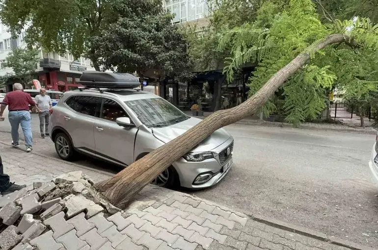 Ağaç otomobilin üzerine devrildi
