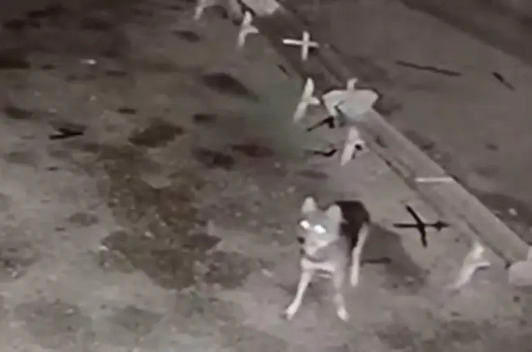 Ağıla giren kurt, koyunları telef etti