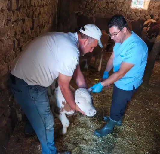 Ağın’da büyükbaş hayvanlarda aşılama ve küpeleme çalışması
