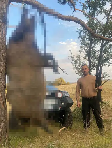 Akdağmadeni’nde yaklaşık yarım tonluk dev yaban domuzu öldürüldü
