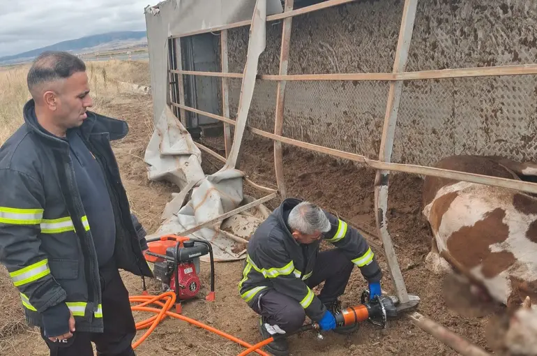 Aksaray’da büyükbaş hayvan yüklü tır devrildi