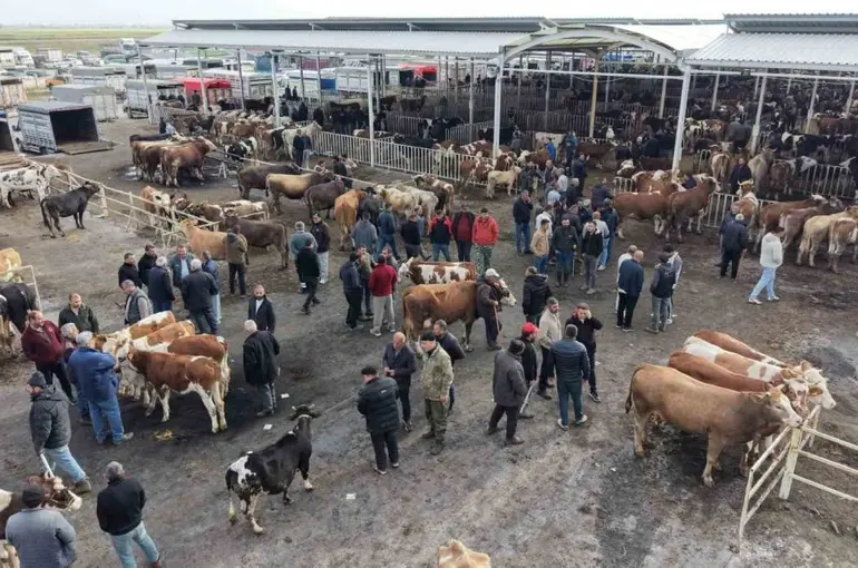 Aksaray’da hayvan pazarında kurban hareketliliği yaşanıyor
