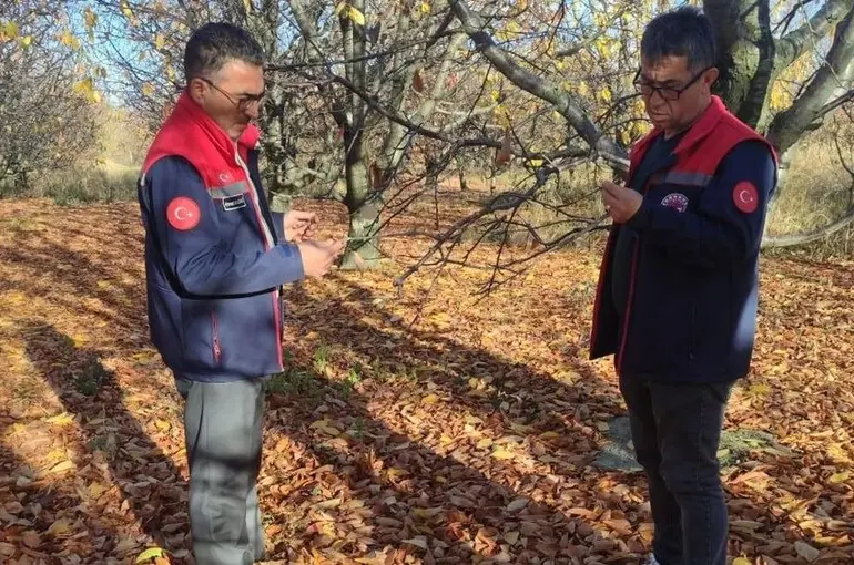 Akşehir kirazında saha incelemeleri devam ediyor