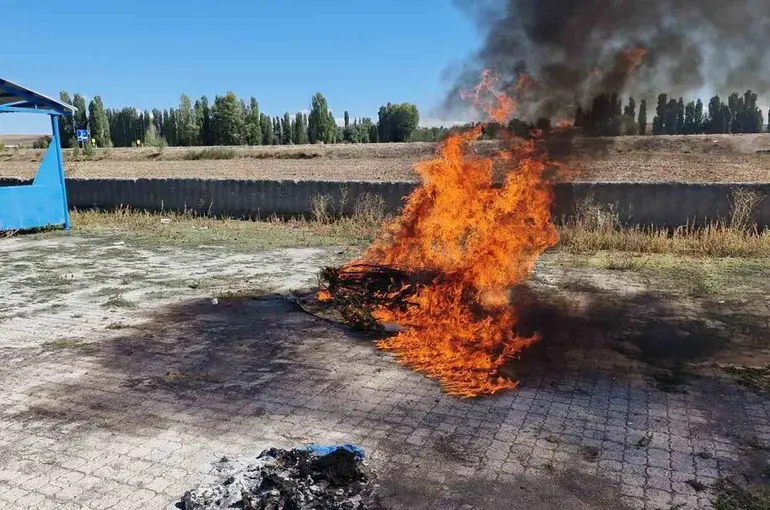 Alaca’da ele geçirilen 21 kök kenevir imha edildi
