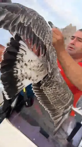 Alanya’da ayaklarına misina dolanan martıyı amatör balıkçılar kurtardı
