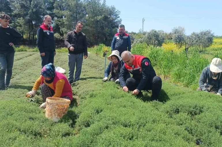 Altınözü’nde zahter hasadı başladı
