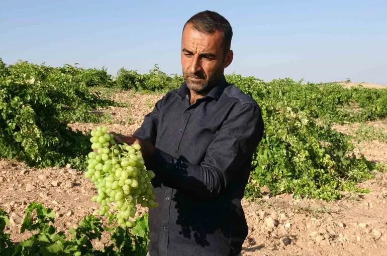 Anadolu’nun Unutulan Lezzeti "tahannebi" üzümü Malatya’da yeniden ekonomiye kazandırılıyor
