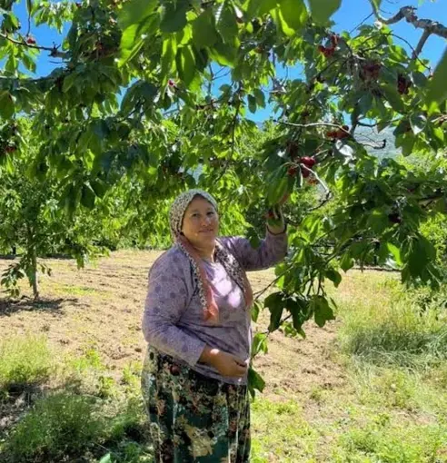Andırın’da Çığşar kirazında hasat başladı
