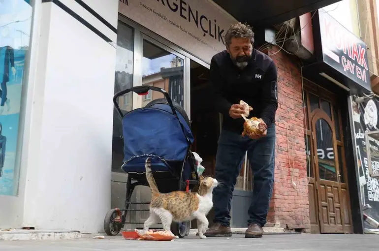Anne kedinin ölen yavrusunun yaşaması için verdiği çaba duygulandırdı
