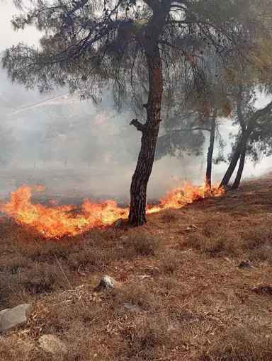 Antakya’da orman yangını