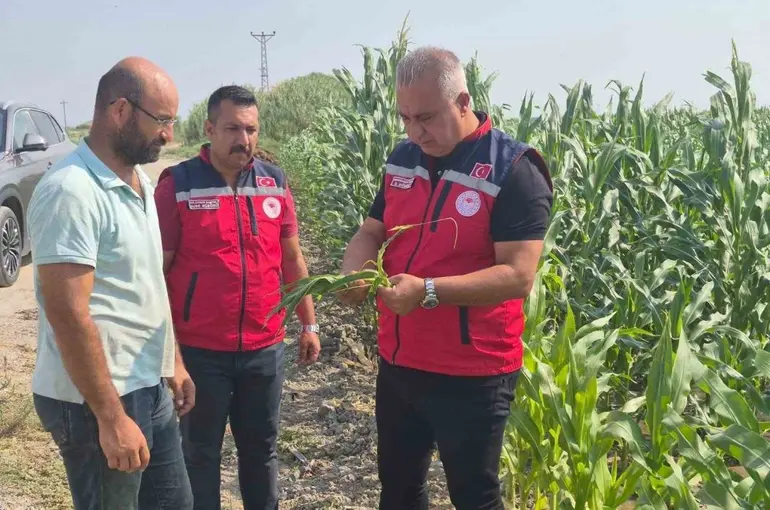 Antakya’da mısır hasadı devam ediyor
