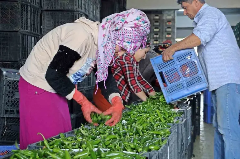 Antalya’da Eylül’de sebze miktarı yüzde 10 arttı
