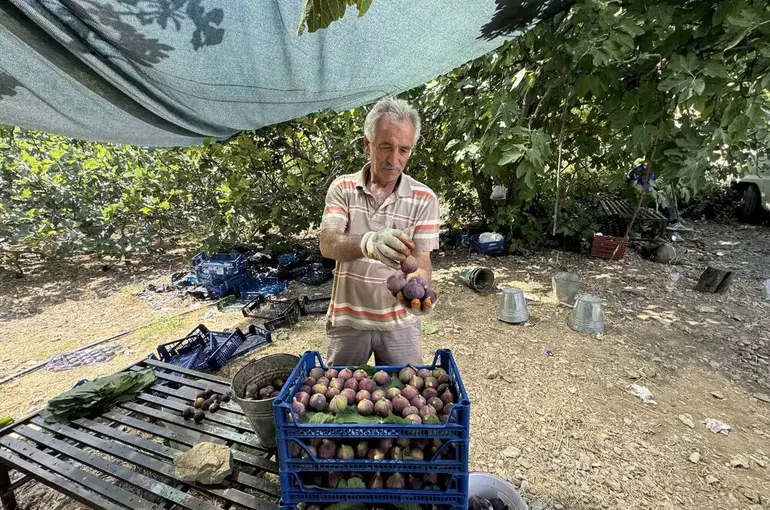 Antalya’da siyah incir hasadı başladı
