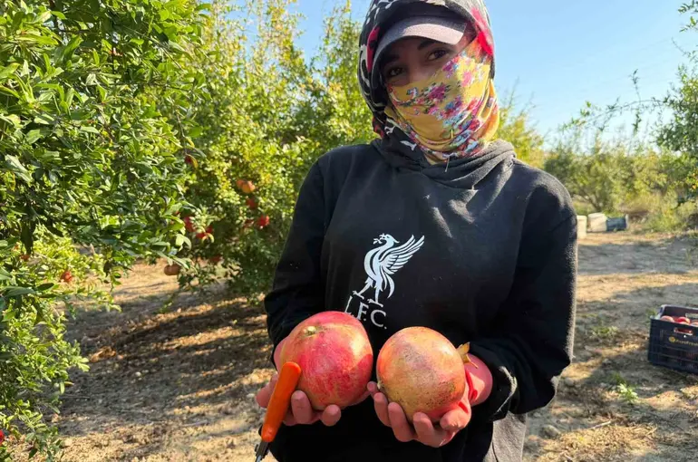 Antalya’da yağmur uyarıları nar hasadını öne çekti: Tarlada kilosu 15-30 lira arasında

