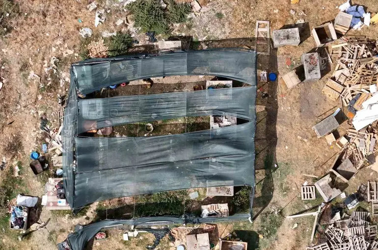 Arnavutköy’de köpeklerin saldırdığı sürüde 3 hayvan telef oldu, 9’u yaralandı
