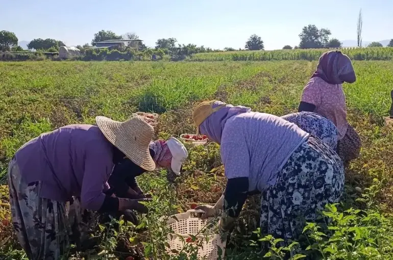Aydın’da 12 bin 94 dekarda domates hasadı sürüyor
