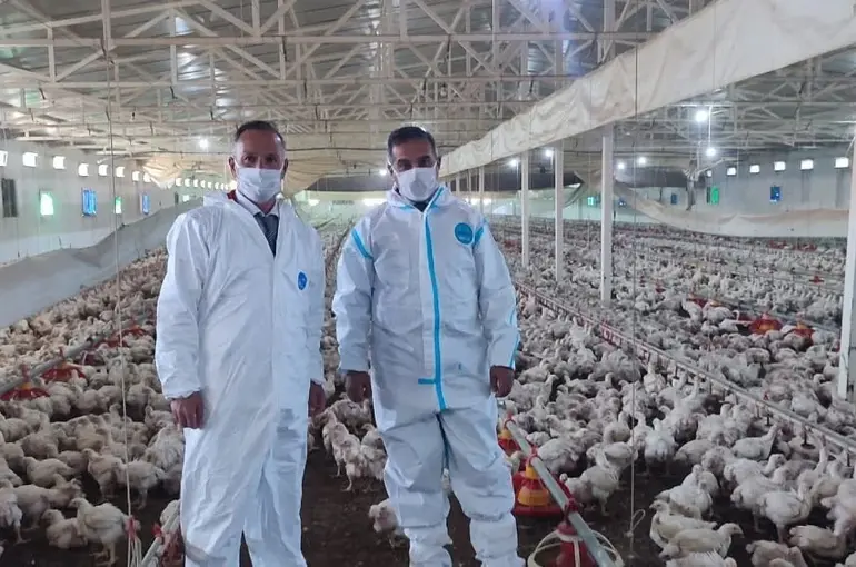 Aydın’da kanatlı üretimi 71 işletmede sürüyor
