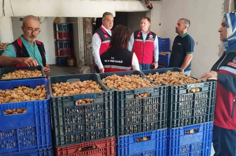 Aydın’da kuru incir için sıkı denetim
